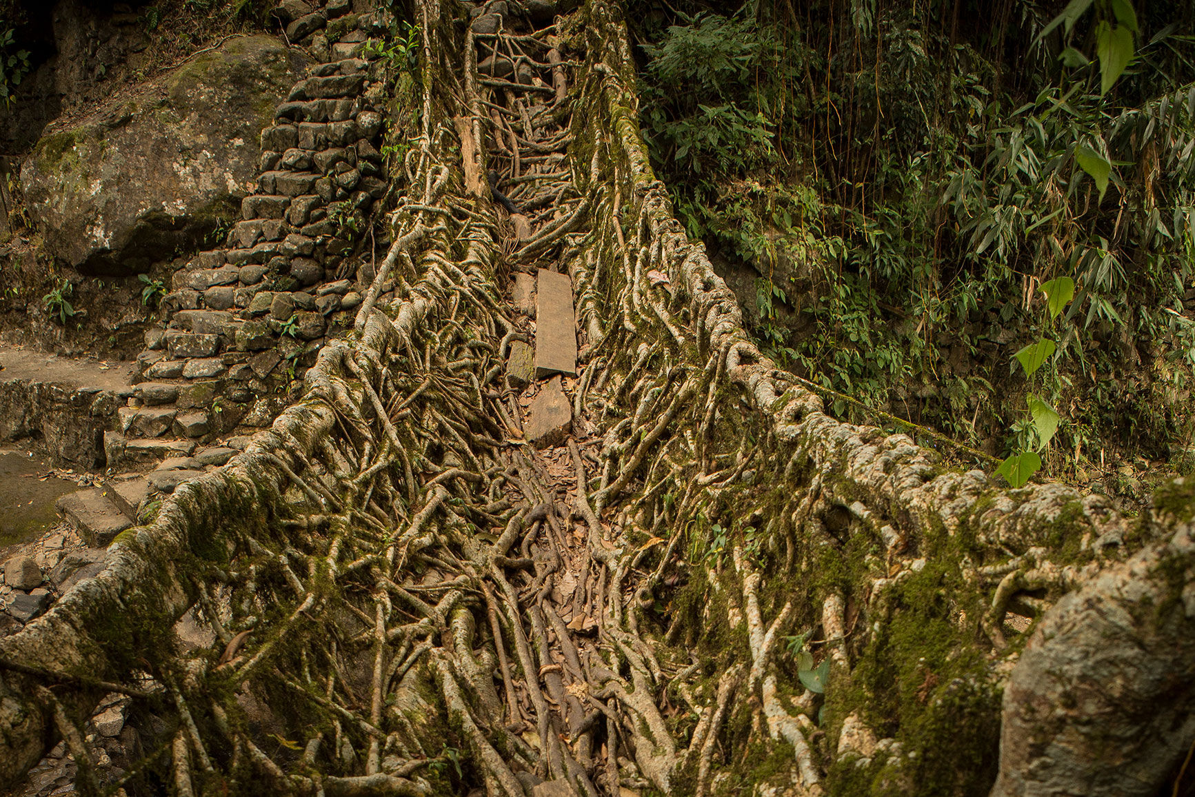 Living bridges of roots/
