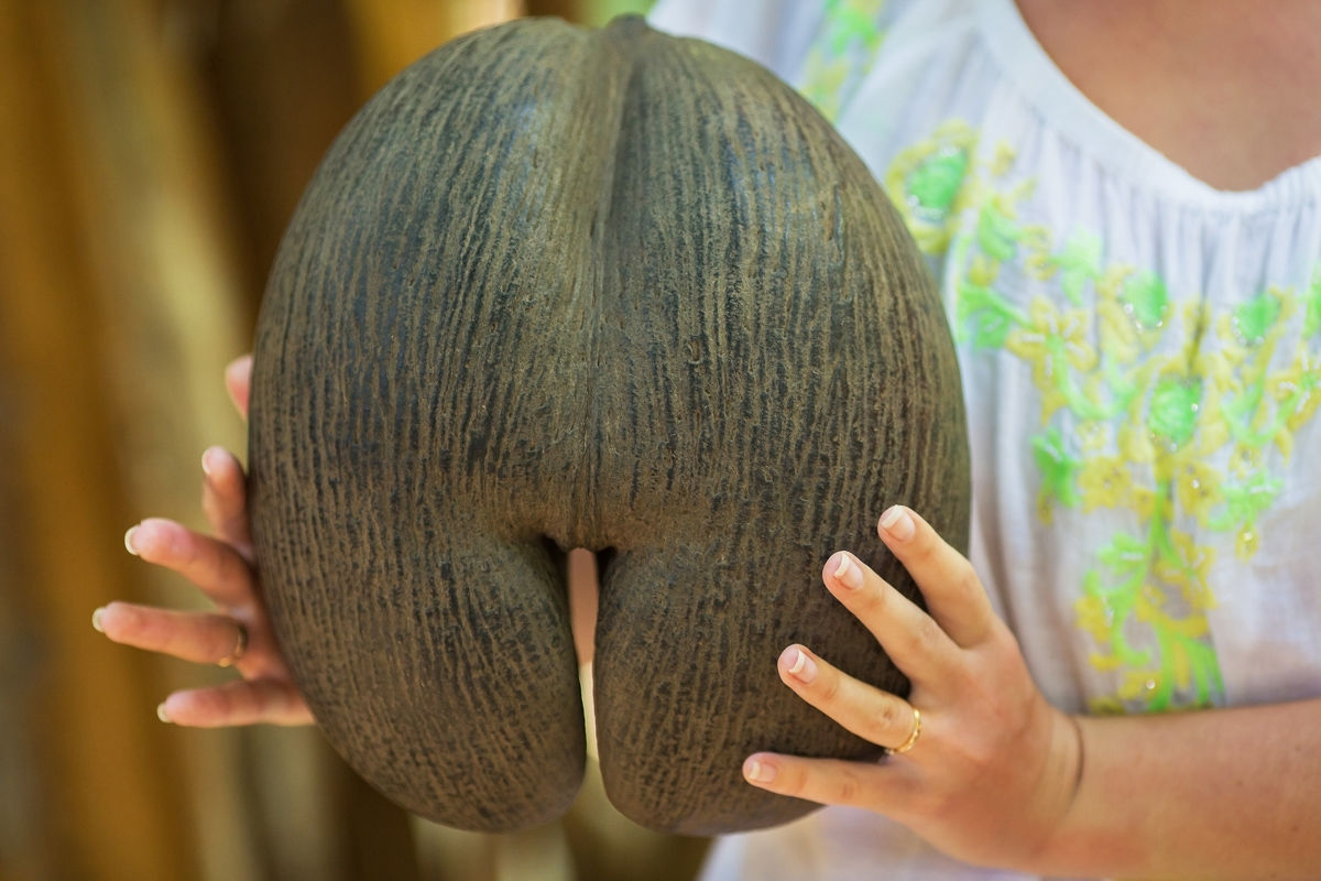Seychelský mořský kokos, coco de mer, v rukách ženy/